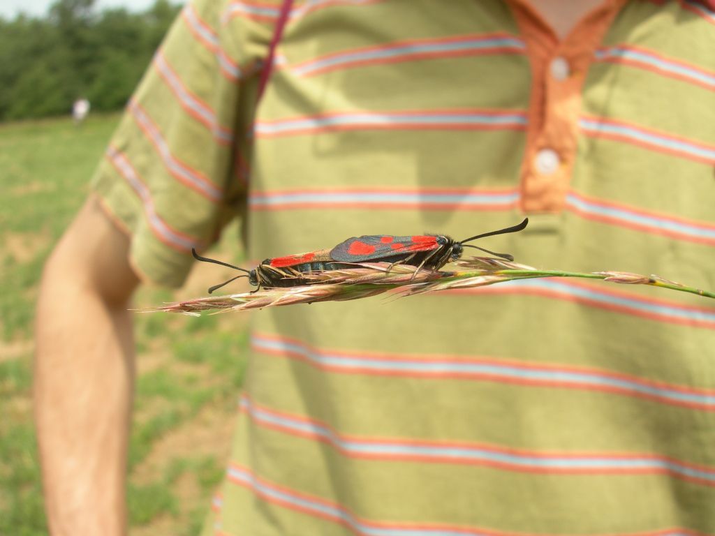 Zygaena da id.